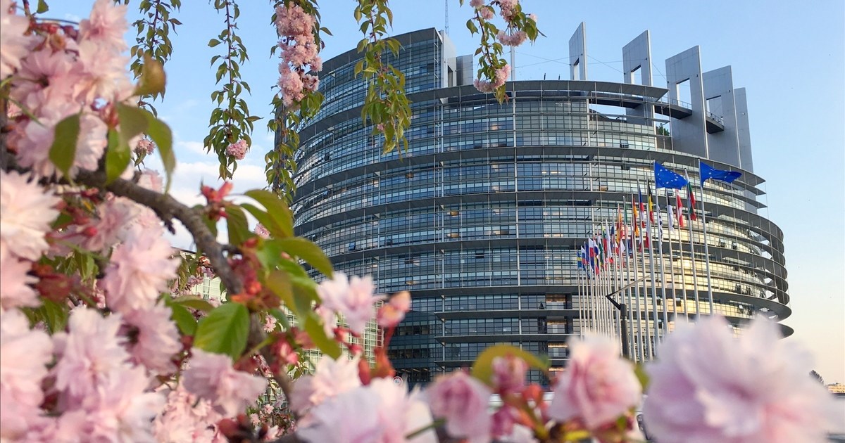Blomstrende trær foran EU parlamentet